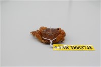 藏品(褶痕厚紋蟹)的圖片